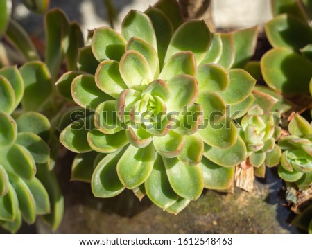Suculent Echeveria close up in a planter
