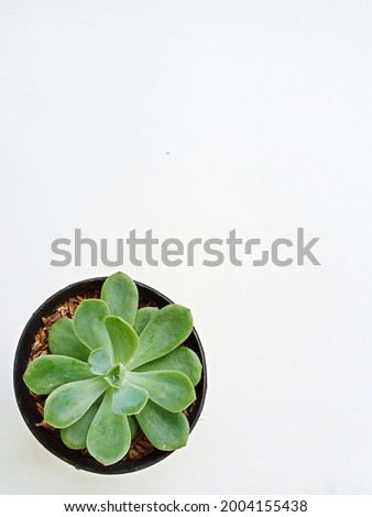 suculent on white background,  plant