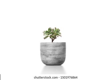 Suculent Plant In Cement Vase Pot  Isolated On White Background Vase Ornament