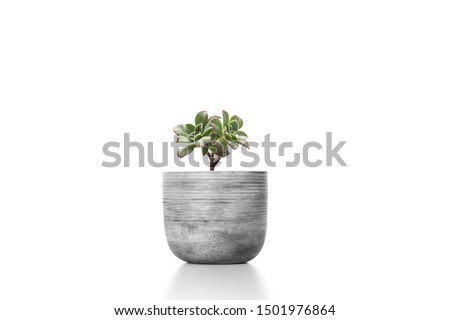 Suculent plant in cement vase pot  isolated on white background vase ornament