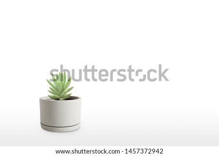 Suculent plant isolated on white background vase ornament