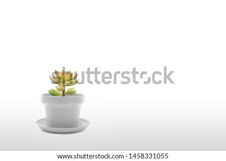Suculent plant isolated on white background vase ornament