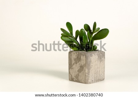SUCULENT PLANT ISOLATED VASE ORNAMENT