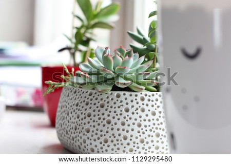 Suculent plants in white Scandinavian style pot