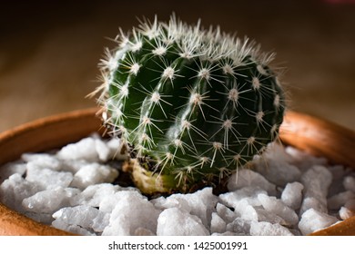 Suculenta cactus vaso ornamental cactae