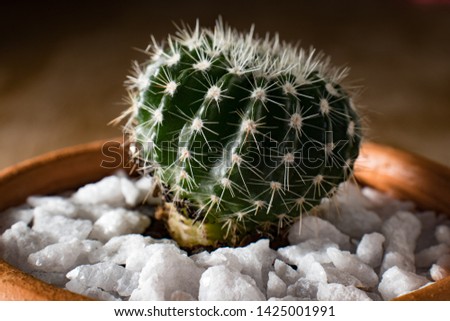 Suculenta cactus vaso ornamental cactae