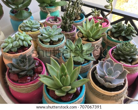 Sucullents and cactuses in colorful pots