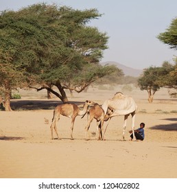 SUDAN - JANUARY 10: Sudanese Boy Leads Camels In Rural Area Near Nubian Pyramids On January 10, 2010. Sudan Remains One Of The Least Developed Countries In The World.