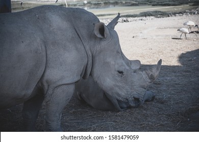 Sudan The Last Northern White Rhino