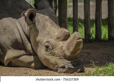 Sudan The Last Northern White Rhino 