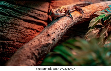 391 Lizard enclosure Images, Stock Photos & Vectors | Shutterstock