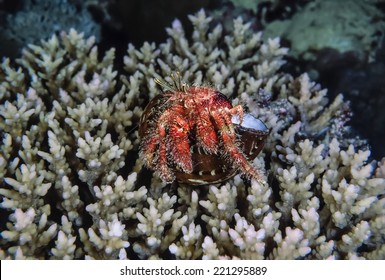 SUDAN, Red Sea, U.W. photo, hermit crab (Pagurus bernhardus) on hard corals - FILM SCAN