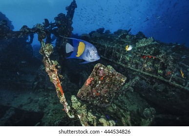 SUDAN, Red Sea, U.W. Photo, Umbria Wreck, Tropical Angelfish (Pomacanthidae) - FILM SCAN