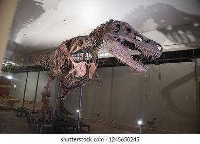 Sue The Most Complete Tyrannosaurus Rex, T Rex Dinosaur Fossil Statue In The World, On Display At The Field Museum, Chicago, IL June 21, 2018