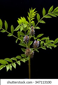 Suess Wood; Glycyrrhiza Glabra