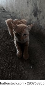 The suffering of a Cat whose eye is badly injured
