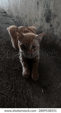 The suffering of a Cat whose eye is badly injured