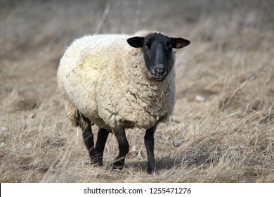 Suffolk Black Faced Sheep