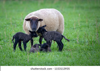 A Suffolk Ewe With Four Healthy Newborn Black Lambs 