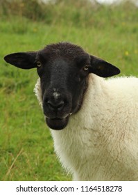 Suffolk Ewe Sheep Portrait