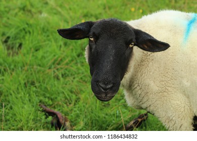 Suffolk Ewe Sheep Portrait