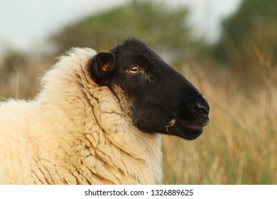 Suffolk Ewe Sheep Side Profile