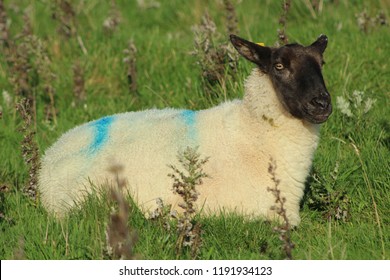 Suffolk Ewe Sheep Striking A Pose