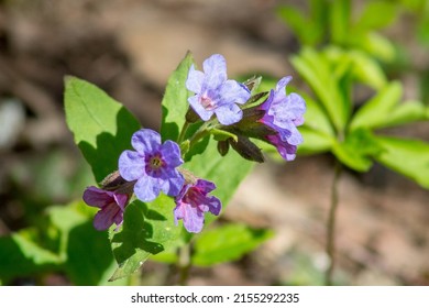 Suffolk Lungwort. Honeydew Flower In The Spring Forest Close-up. Pulmonaria Obscura.