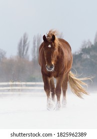 A Suffolk Punch Horse In A Paddock Of Deep Snow In The Winter.