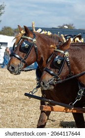 Suffolk Punch Horses Pulling Wagon At Countryside Show.