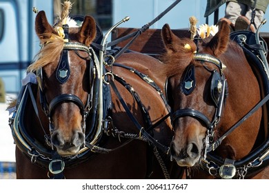 Suffolk Punch Horses Pulling Wagon At Countryside Show.