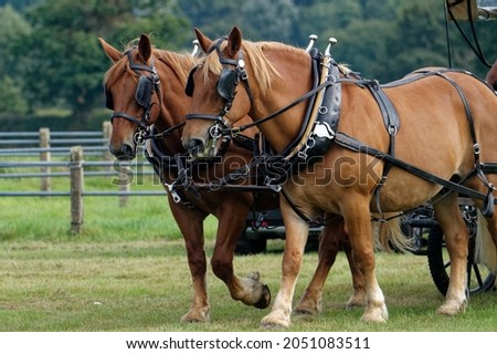 Suffolk Punch. Pair in harness pulling cart.