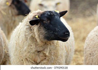 Suffolk Sheep