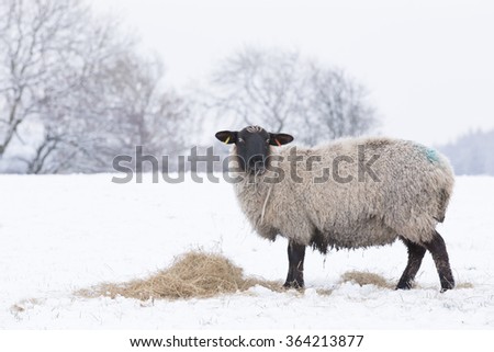Suffolk Sheep eating Hay in the snow