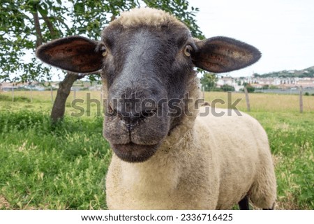 Suffolk sheep looking straight at camera