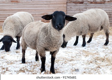 Suffolk Sheep In Winter Farm