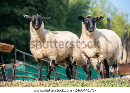Similar – Image, Stock Photo Sheep in the early morning sun in the dune grass on Sylt