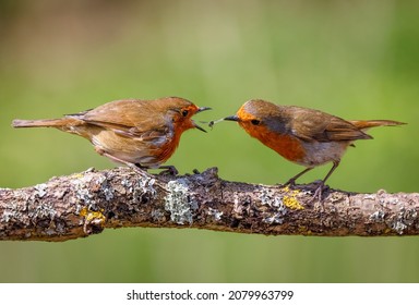 Suffolk UK 5.18.2021 Male Robin Feeding Female Robin As Part Of Mating Ritual