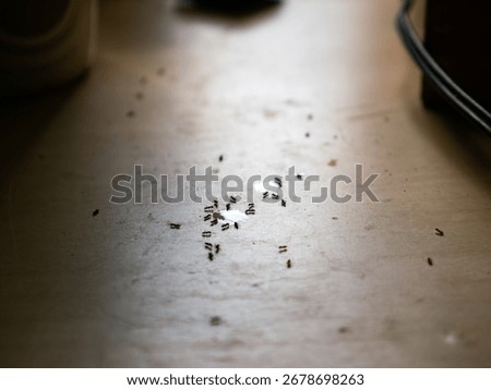 Sugar Ants Invading Kitchen Table - Household Pest Problem and Sweet Drink Spill Cleanup.