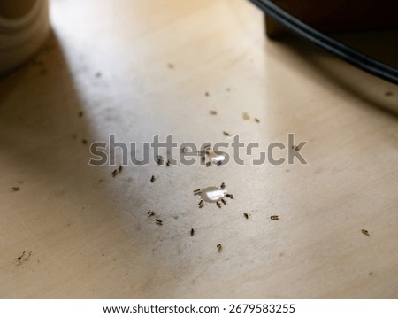 Sugar Ants Invading Kitchen Table - Household Pest Problem and Sweet Drink Spill Cleanup.