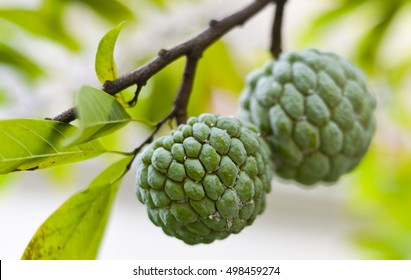 sugar apple