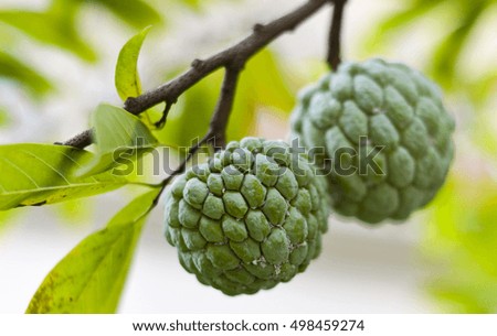 sugar apple