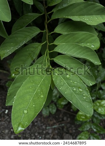 Sugar Apple Laves With Raindrops in the Morning