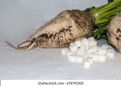 Sugar Beet