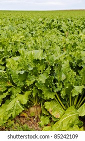 sugar beet