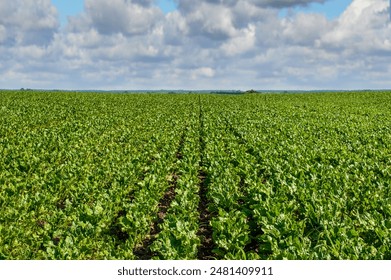 sugar beet close up, rows of young beets, beautiful sky