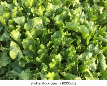 Sugar Beet Crop In Close Up. Norfolk, England, UK