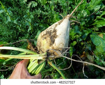 Sugar Beet In Farmer Hand During Harvest In Autumn On Field