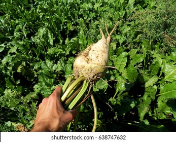 Sugar Beet In Farmer Hand On Field After Harvest