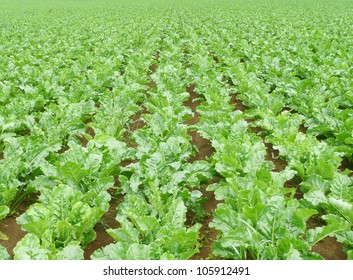 Sugar Beet Field